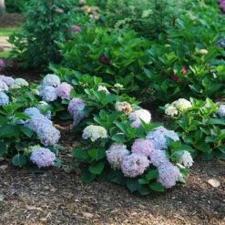 Wee Bit Innocent™ Bigleaf Hydrangea 10 Wee Bit Innocent™ Bigleaf Hydrangea -Great Garden Plants Hydrangea mac Wee Bit Innocent DSC08253