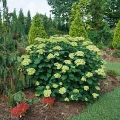 Invincibelle Sublime™ Smooth Hydrangea -Great Garden Plants HydrangeaarborescensInvincibelleSublimeDSC00551 800x800 3ec7d67