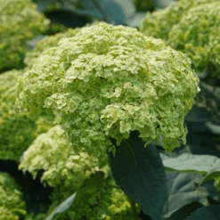 Invincibelle Sublime™ Smooth Hydrangea -Great Garden Plants HydrangeaarborescensInvincibelleSublimeDSC08103 800x800 31b4cad