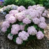 Wee Bit Innocent™ Bigleaf Hydrangea -Great Garden Plants HydrangeamacWeeBitInnocentP1196527 800x800 8403209