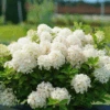 Fire Light Tidbit® Panicle Hydrangea 1 Fire Light Tidbit® Panicle Hydrangea -Great Garden Plants HydrangeapaniculataFireLightTidbitDSC05002 800x800 fb5f99b