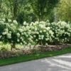 'Limelight' Panicle Hydrangea 1 'Limelight' Panicle Hydrangea -Great Garden Plants HydrangeapaniculataLimelightDSC02794 800x800 e07d5e5