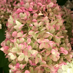 'Limelight' Panicle Hydrangea 12 'Limelight' Panicle Hydrangea -Great Garden Plants HydrangeapaniculataLimelightIMG 0153 800x800 c7764e5