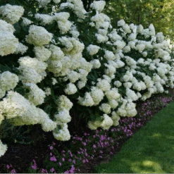 'Limelight' Panicle Hydrangea 13 'Limelight' Panicle Hydrangea -Great Garden Plants HydrangeapaniculataLimelightP1000352 800x800 fd496c0