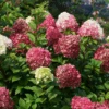 Little Lime Punch® Panicle Hydrangea -Great Garden Plants HydrangeapaniculataLittleLimePunchIMG 0934 800x800 340ac77