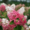 Pinky Winky Prime™ Panicle Hydrangea -Great Garden Plants HydrangeapaniculataPinkyWinkyPrimeDSC02570 1080x1080 7ed91a8