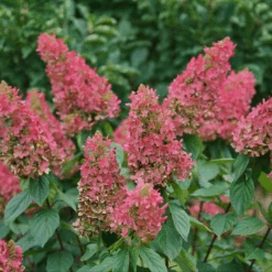 Pinky Winky Prime™ Panicle Hydrangea -Great Garden Plants HydrangeapaniculataPinkyWinkyPrimeDSC03286 1080x1080 bcfae4b