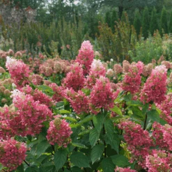 Pinky Winky Prime™ Panicle Hydrangea -Great Garden Plants HydrangeapaniculataPinkyWinkyPrimeDSC05185 1080x1080 4b2f130
