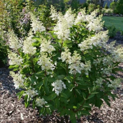 Pinky Winky Prime™ Panicle Hydrangea -Great Garden Plants HydrangeapaniculataPinkyWinkyPrimeP1207514 1080x1080 3463384