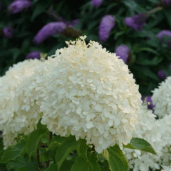Puffer Fish® Panicle Hydrangea 8 Puffer Fish® Panicle Hydrangea -Great Garden Plants HydrangeapaniculataPufferFishDSC08017 1080x1080 c781cac