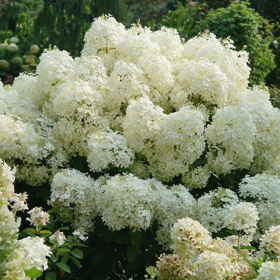 Puffer Fish® Panicle Hydrangea 3 Puffer Fish® Panicle Hydrangea
