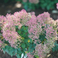 Tiny Quick Fire™ Panicle Hydrangea -Great Garden Plants HydrangeapaniculataTinyQuickFireDSC05449 800x800 b7c6b14