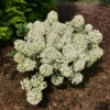 Tiny Quick Fire™ Panicle Hydrangea -Great Garden Plants HydrangeapaniculataTinyQuickFireP1072484 800x800 b9f5e8a