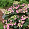 Tuff Stuff Top Fun™ Mountain Hydrangea -Great Garden Plants HydrangeaserrataTuffStuffTopFunP1184758 1080x1080 28807a9