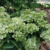 Fairytrail™ Green Cascade Hydrangea -Great Garden Plants HydrangeaxFairytrailGreenP1214329 800x800 e197d63