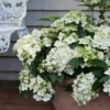 Fairytrail™ White Cascade Hydrangea 1 Fairytrail™ White Cascade Hydrangea -Great Garden Plants HydrangeaxFairytrailWhiteP1214747 800x800 a0467fa