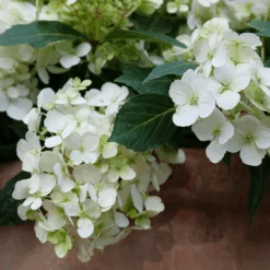 Fairytrail™ White Cascade Hydrangea -Great Garden Plants HydrangeaxFairytrailWhiteP1214754 800x800 c4b00f2