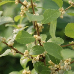 Mr. Poppins® Winterberry Holly -Great Garden Plants IMG 1154 800x800 8bfc028