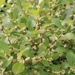 Mr. Poppins® Winterberry Holly -Great Garden Plants IMG 1156 800x800 54e6b23