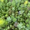 SedumSod® Mini Mats -Great Garden Plants IMG 7254