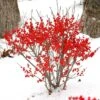 Berry Poppins® Winterberry Holly -Great Garden Plants Ilex verticillata Berry Poppins 1 P 7b50765b 61e8 40b2 8924 7a5d49efafca sw