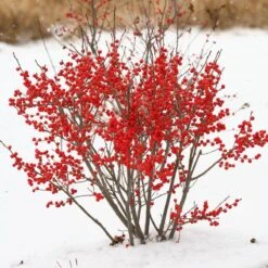 Berry Poppins® Winterberry Holly 17 Berry Poppins® Winterberry Holly -Great Garden Plants Ilex verticillata Berry Poppins 2 P 9f12aa00 873a 458b ac28 b0c67e7fe889 sw