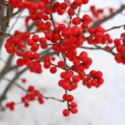 Berry Poppins® Winterberry Holly 13 Berry Poppins® Winterberry Holly -Great Garden Plants Ilex verticillata Berry Poppins 3 P a9cfa142 889b 4fc7 acde d5ef636bc260 sw
