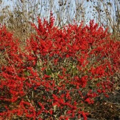 Berry Poppins® Winterberry Holly 16 Berry Poppins® Winterberry Holly -Great Garden Plants Ilex verticillata Berry Poppins 6 P 4d74fbf5 874a 4d13 a2c0 0081f811afff sw