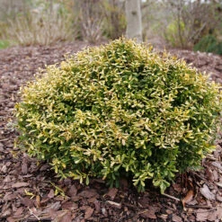 Glow Pop™ Japanese Holly 9 Glow Pop™ Japanese Holly -Great Garden Plants Ilex crenata Glow Pop P1202479