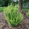 Glow Pop™ Japanese Holly -Great Garden Plants Ilex crenata Glow Pop P1239282
