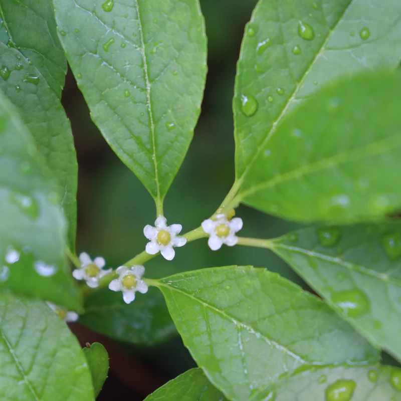 Berry Poppins® Winterberry Holly 4 Berry Poppins® Winterberry Holly - Image 2