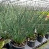 'Blue Arrows' Rush 2 'Blue Arrows' Rush -Great Garden Plants Juncus blue arrows 1