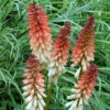 'Orange Vanilla Popsicle' Red Hot Poker -Great Garden Plants Kniphofia Orange Vanilla Popsicle 1