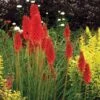 'Redhot Popsicle' Red Hot Poker -Great Garden Plants Kniphofia Redhot Popsicle 1