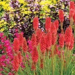 'Redhot Popsicle' Red Hot Poker 12 'Redhot Popsicle' Red Hot Poker -Great Garden Plants Kniphofia Redhot Popsicle 2