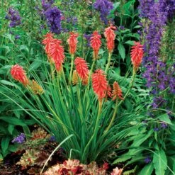 'Redhot Popsicle' Red Hot Poker 9 'Redhot Popsicle' Red Hot Poker -Great Garden Plants Kniphofia Redhot Popsicle 3