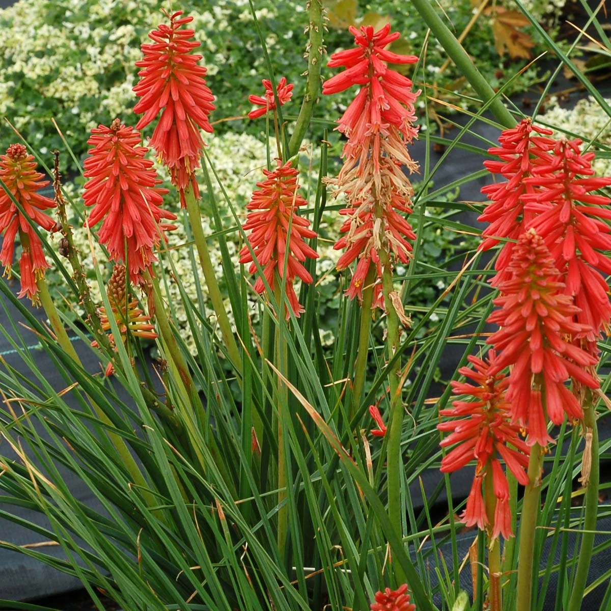 'Redhot Popsicle' Red Hot Poker 6 'Redhot Popsicle' Red Hot Poker - Image 4