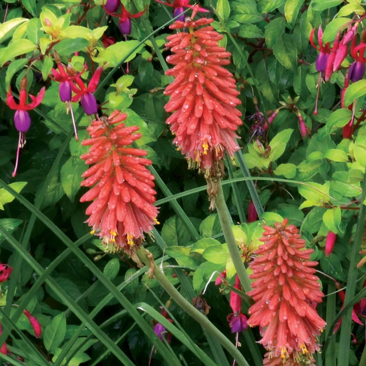'Redhot Popsicle' Red Hot Poker 8 'Redhot Popsicle' Red Hot Poker - Image 6