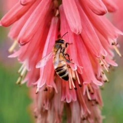 'Redhot Popsicle' Red Hot Poker 10 'Redhot Popsicle' Red Hot Poker -Great Garden Plants Kniphofia Redhot Popsicle 6 1