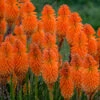 Pyromania™ 'Orange Blaze' Red Hot Poker -Great Garden Plants Kniphofia Orange Blaze 1 P