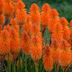 Pyromania™ 'Orange Blaze' Red Hot Poker