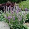 'Ellagance Sky' Lavender -Great Garden Plants Lavandula ellagance sky 1 l sw