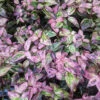 Paisley Pup™ Doghobble -Great Garden Plants Leucothoe Paisley Pup PXL 20221222 174433942
