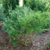 Kindly™ Privet -Great Garden Plants LigustrumKindlyP1207368 1080x1080 ba2b33d