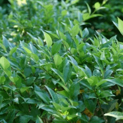 Kindly™ Privet -Great Garden Plants LigustrumKindlyP1207370 1080x1080 c9de671