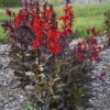 Starship™ Scarlet Bronze Leaf Cardinal Flower -Great Garden Plants Lobelia speciosa cardinal flower starship scarlet bronze leaf 1