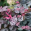 Jazz Hands Bold® Chinese Fringe-Flower 2 Jazz Hands Bold® Chinese Fringe-Flower -Great Garden Plants Loropetalum Jazz Hands Bold 1