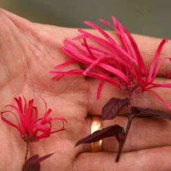 Jazz Hands Bold® Chinese Fringe-Flower -Great Garden Plants Loropetalum Jazz Hands Bold 2