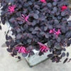 Jazz Hands Mini® Chinese Fringe-Flower -Great Garden Plants Loropetalum Jazz Hands Mini 1