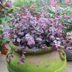 Jazz Hands Variegated® Chinese Fringe-Flower -Great Garden Plants Loropetalum Jazz Hands Variegated 2